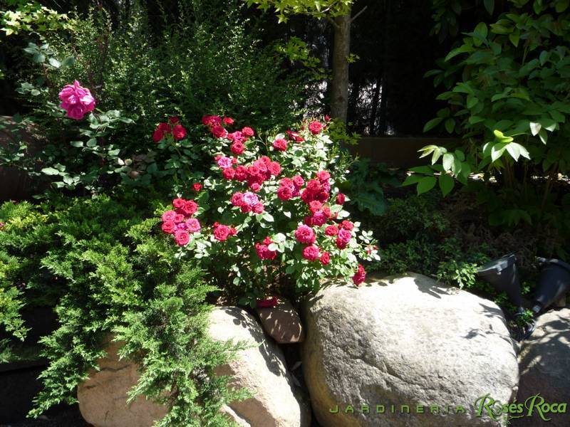 JardineriaRosesRoca18