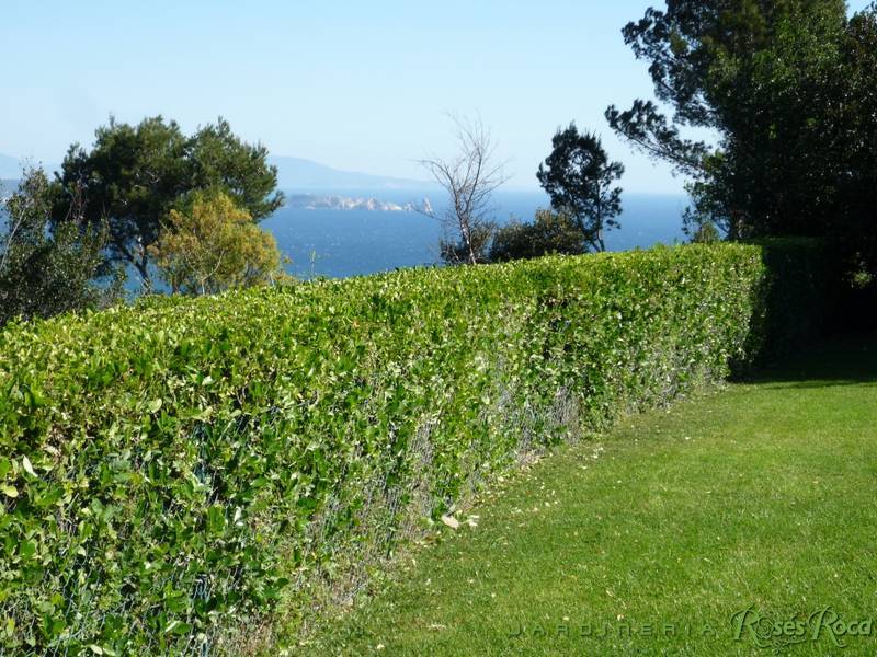 JardineriaRosesRoca39