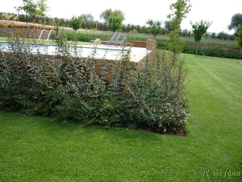 JardineriaRosesRoca42