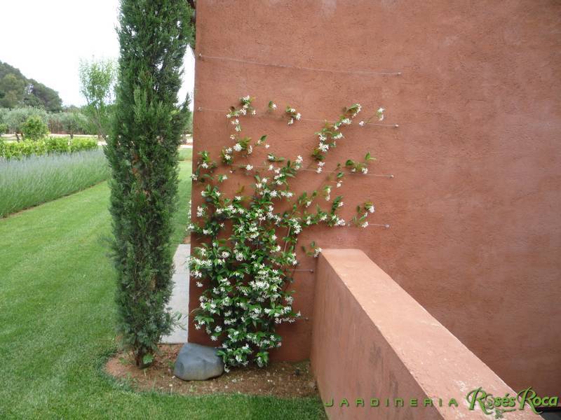 JardineriaRosesRoca46