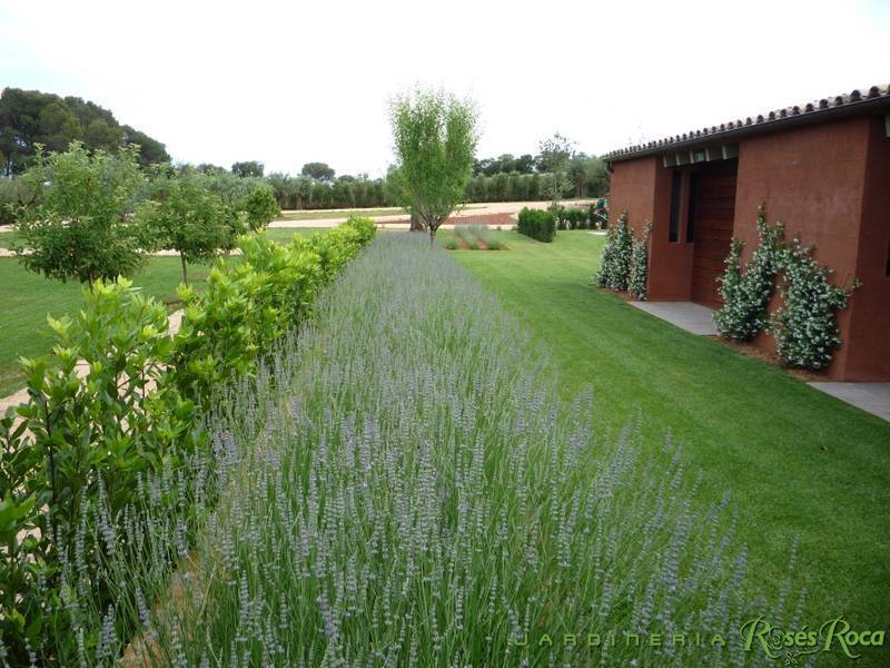 JardineriaRosesRoca47