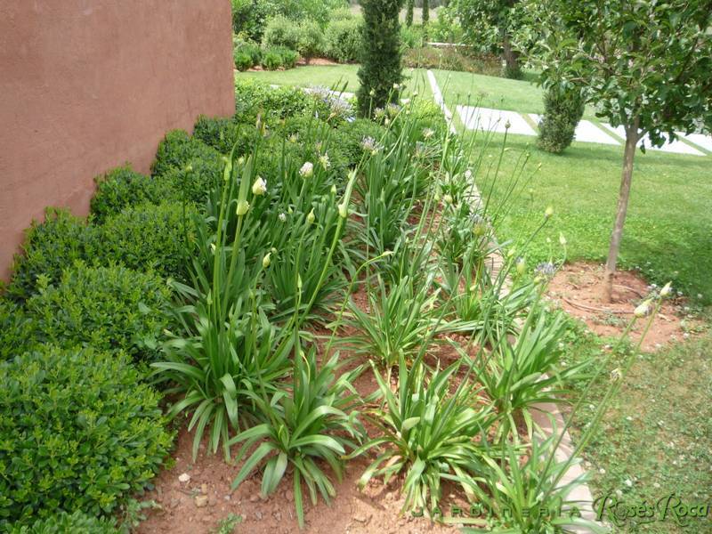 JardineriaRosesRoca49