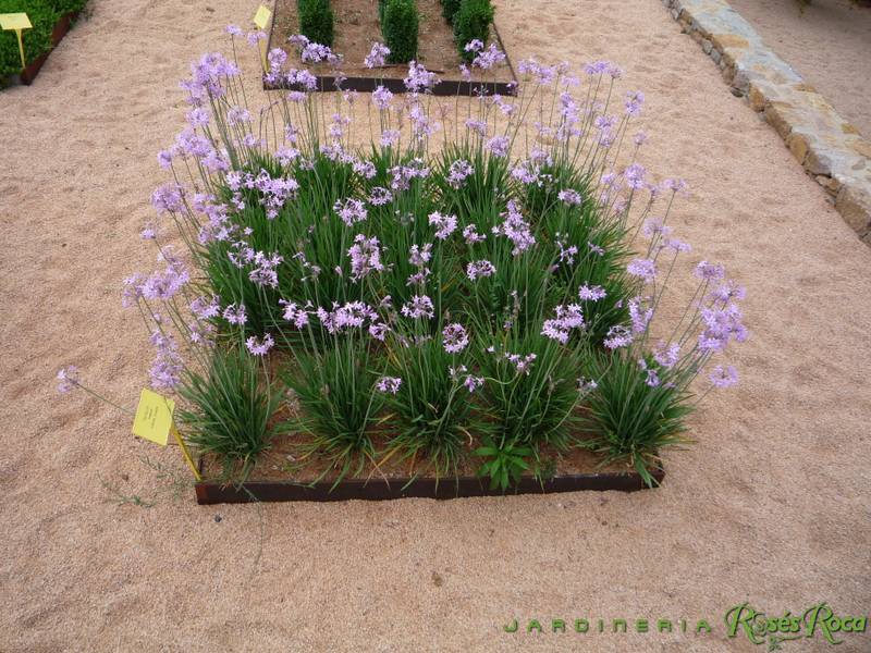 JardineriaRosesRoca5