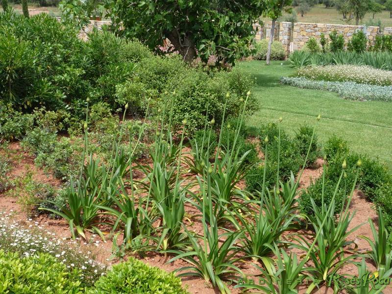 JardineriaRosesRoca53
