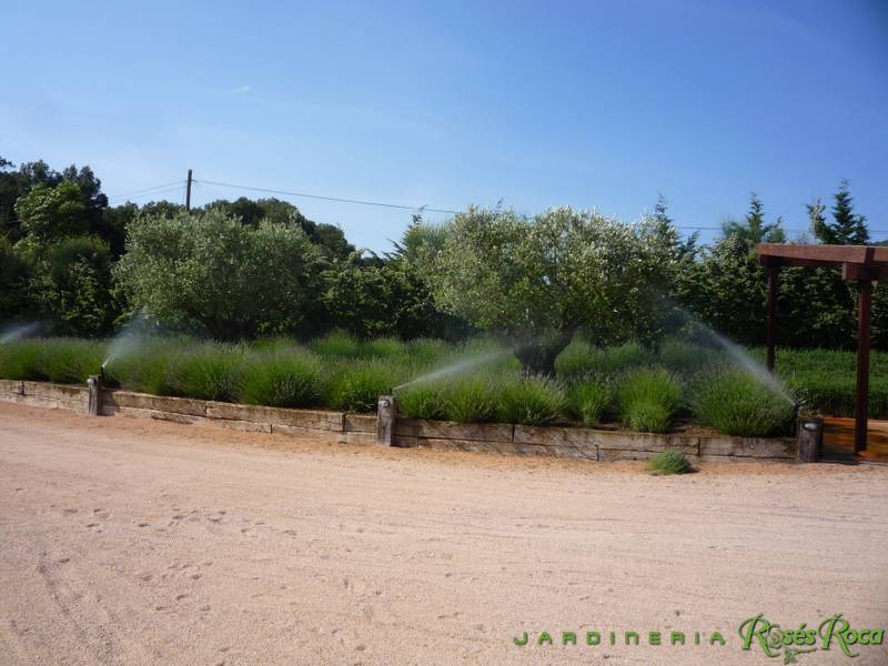 JardineriaRosesRoca59