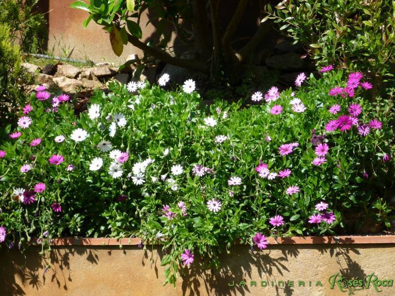 JardineriaRosesRoca66