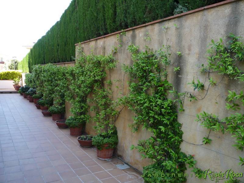 JardineriaRosesRoca70