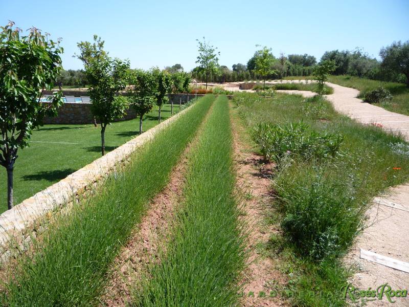 JardineriaRosesRoca73
