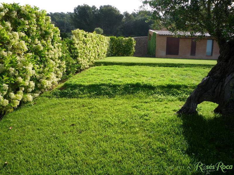 JardineriaRosesRoca9