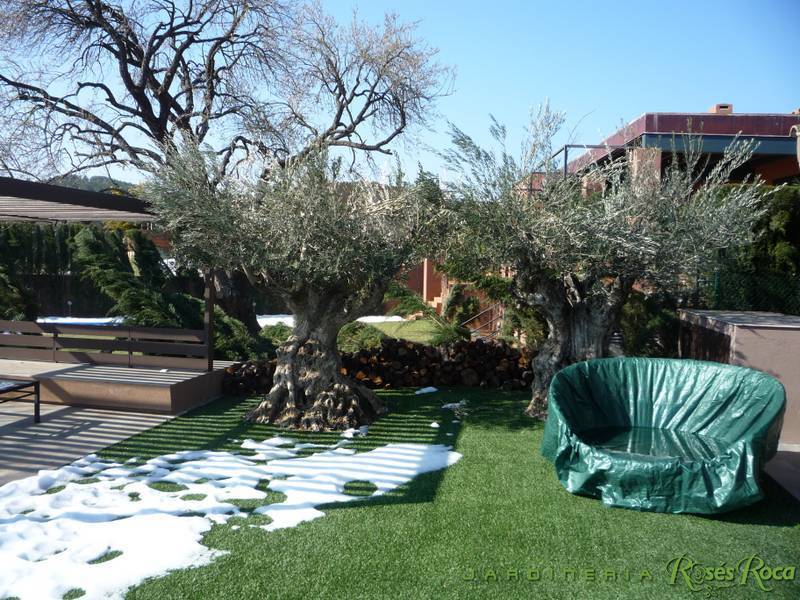 JardineriaRosesRoca93