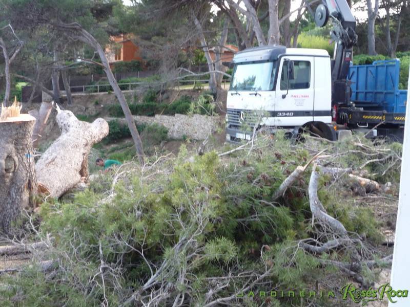 JardineriaRosesRoca10
