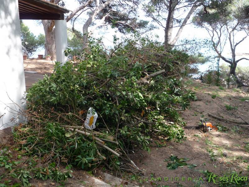 JardineriaRosesRoca15