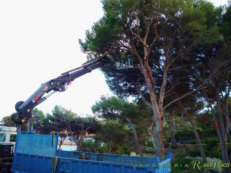 JardineriaRosesRoca19