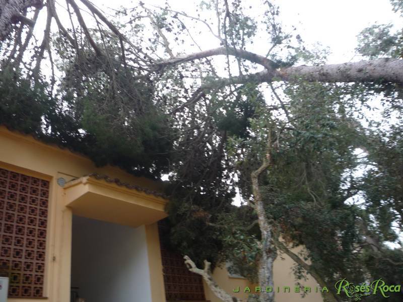 JardineriaRosesRoca2