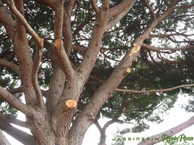 JardineriaRosesRoca3