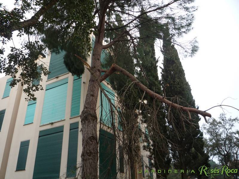 JardineriaRosesRoca5