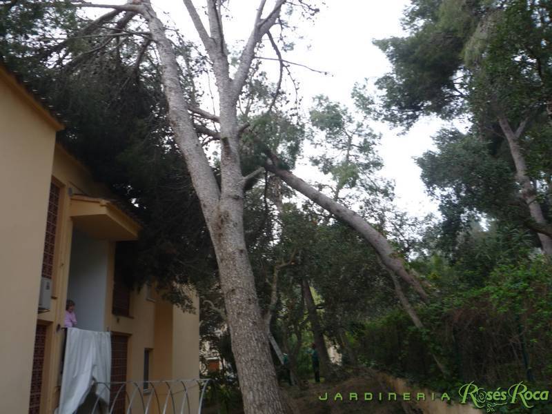JardineriaRosesRoca6