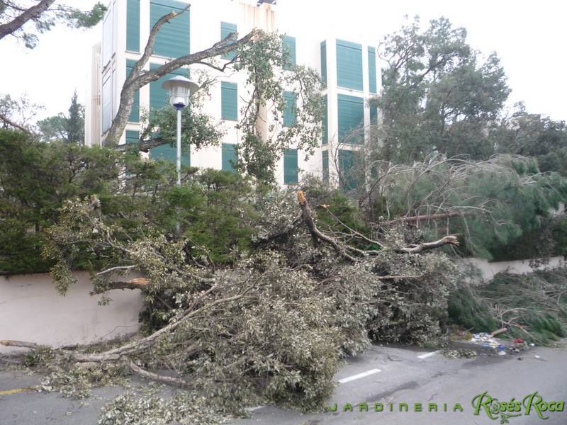 JardineriaRosesRoca7