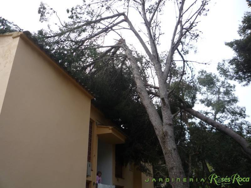JardineriaRosesRoca8
